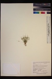 Lipocarpha occidentalis image